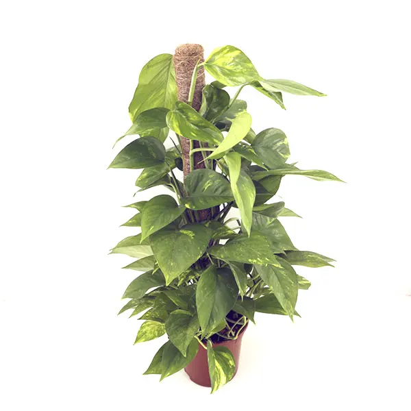 Tus Plantas