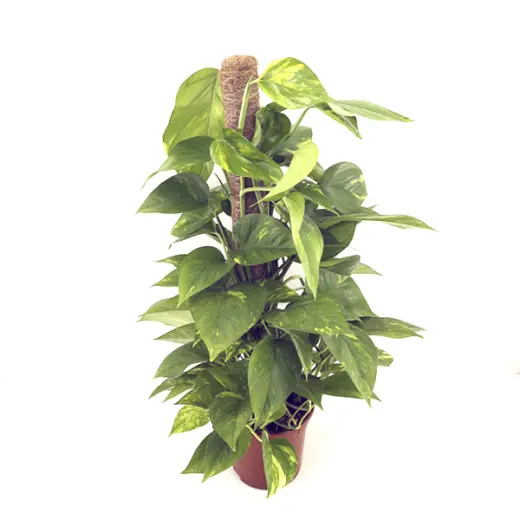 Tus Plantas
