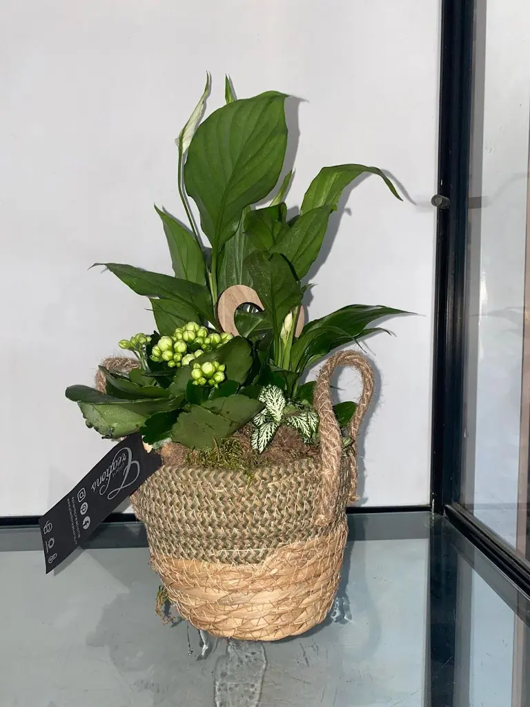 Flores Azucena