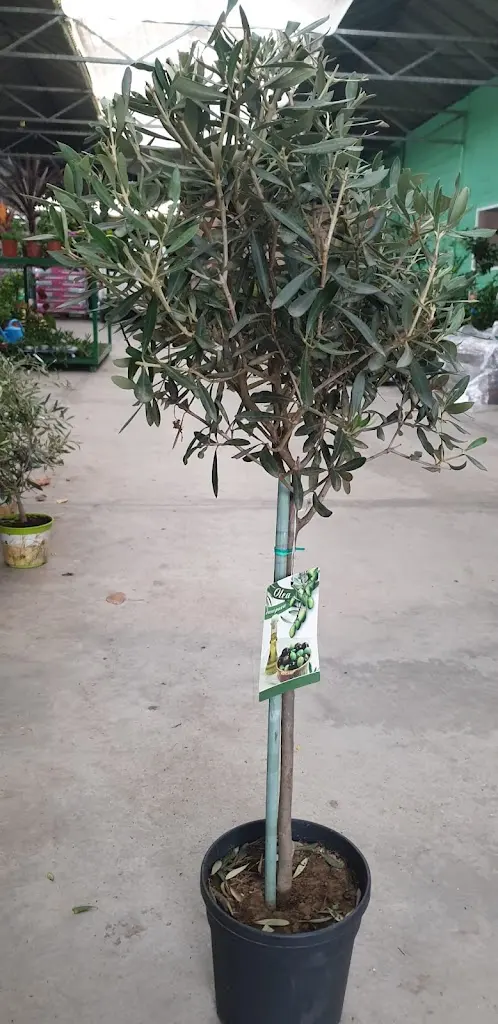 Vivero Alcala Verde