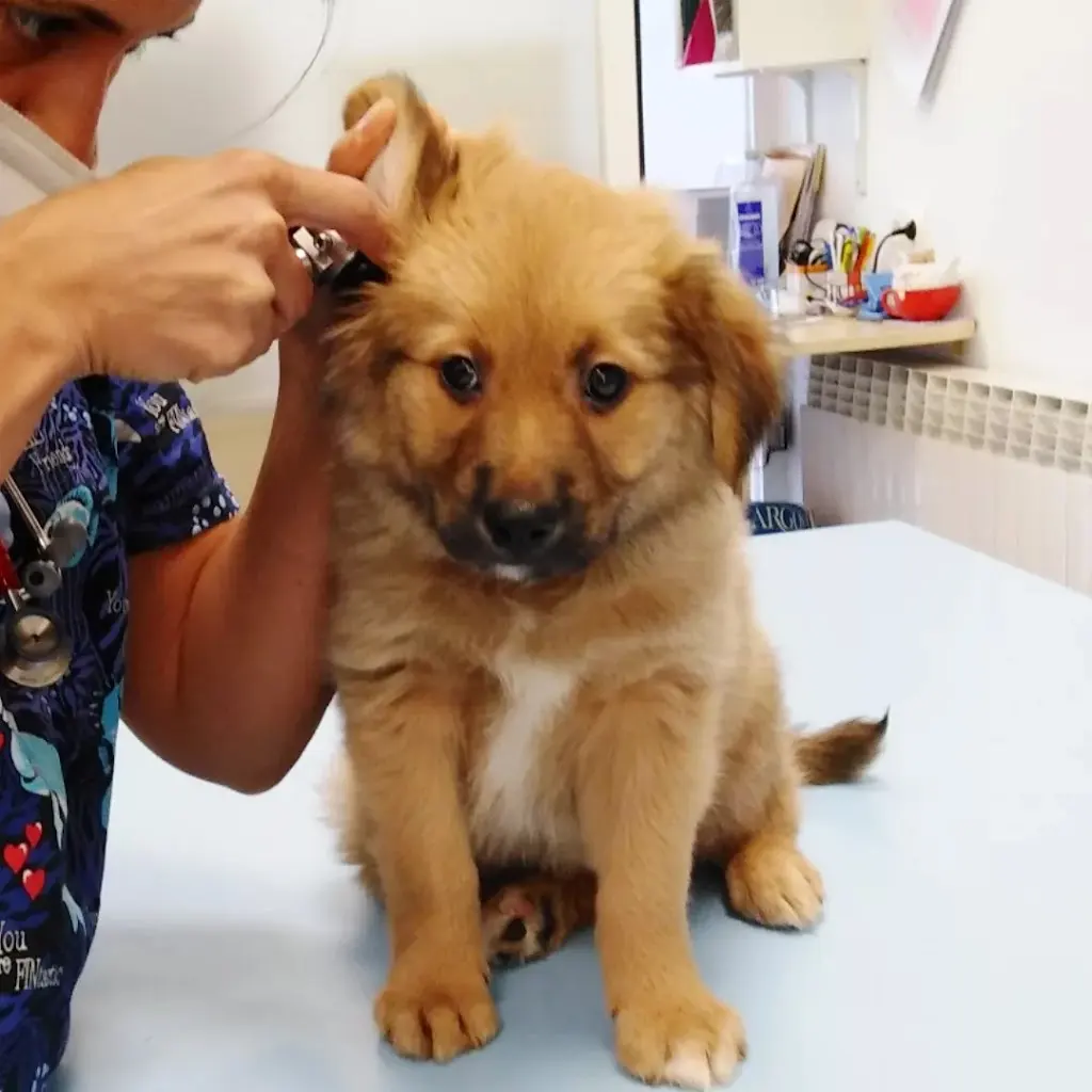 CLINICA VETERINARIA AUXO