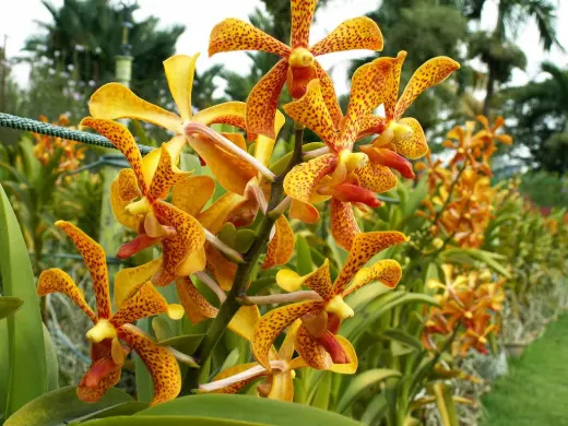 Agrib Jardineria