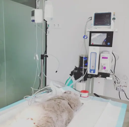 Clinica Veterinaria Petits i Peluts Veterinaris