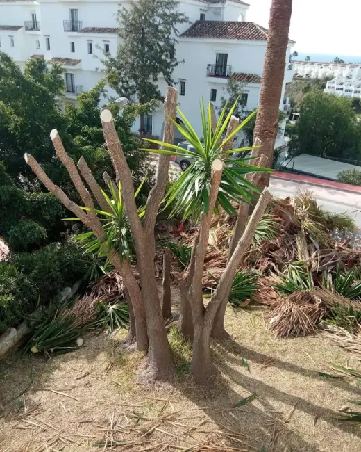 Mantenimiento de Jardines