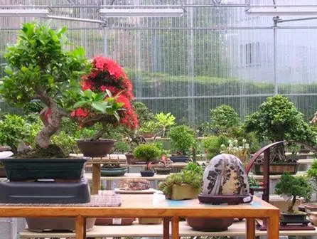 Irun Bonsai