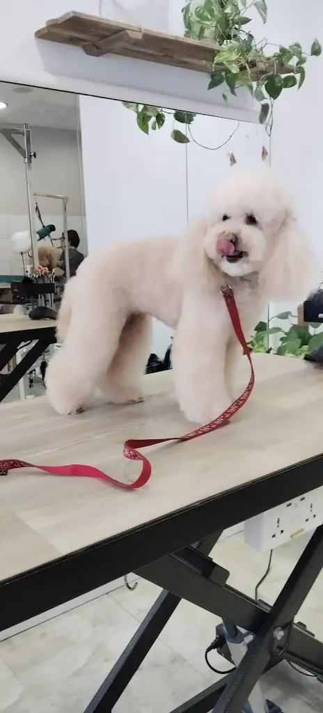 Bambu Peluqueria Canina