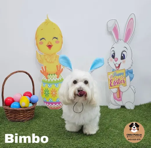 Creu Puglia - Peluqueria canina Gandia