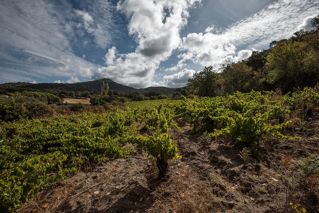 Bodegas Canopy