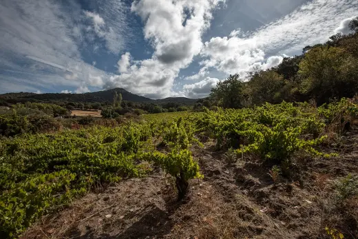 Bodegas Canopy