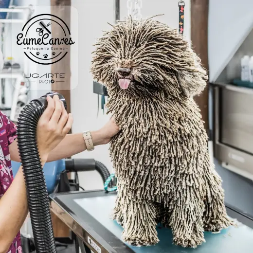 EumeCan Peluqueria Canina