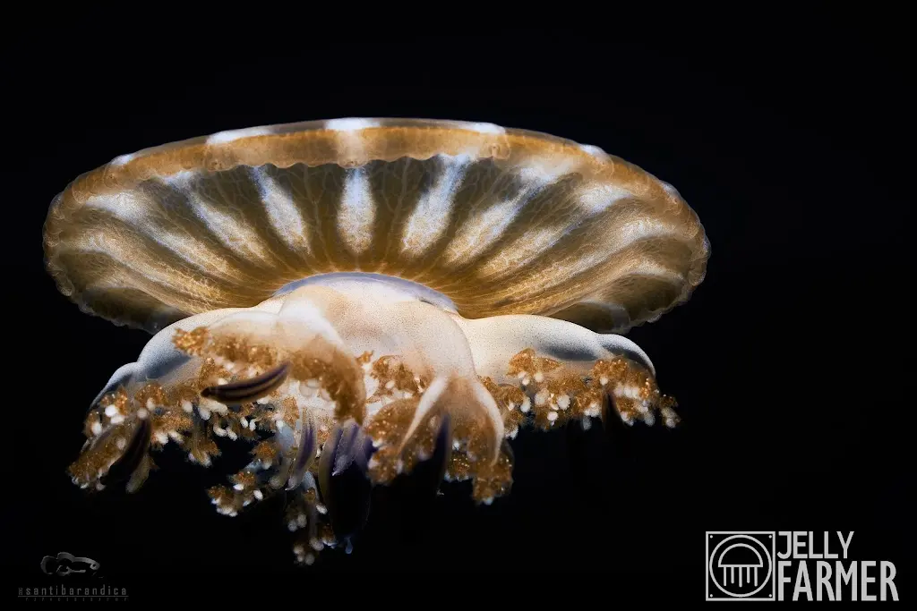 JellyFarmer