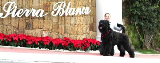 Peluqueria Canina Almaz, Dog Beauty salon, Dog Grooming salon