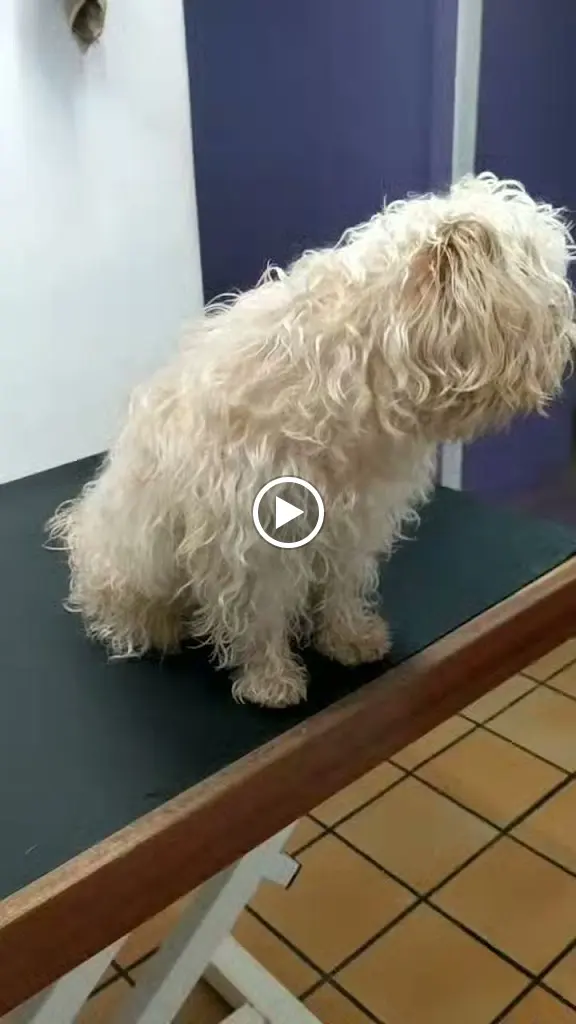 BIGOTIS dermoperruqueria canina i felina