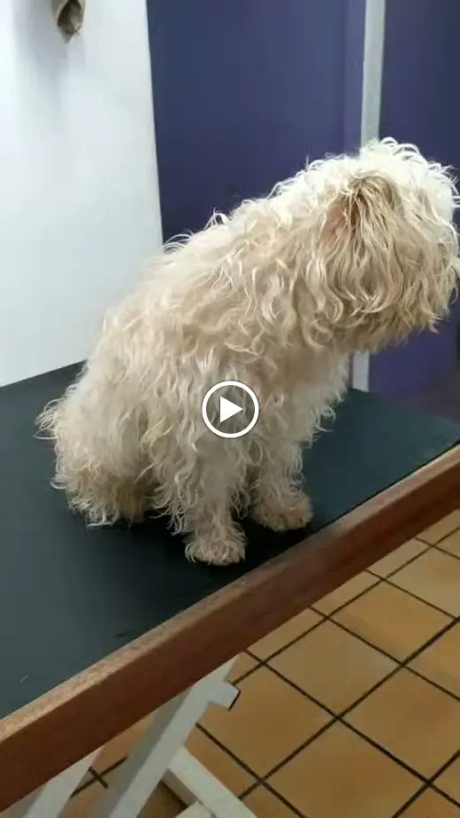 BIGOTIS dermoperruqueria canina i felina