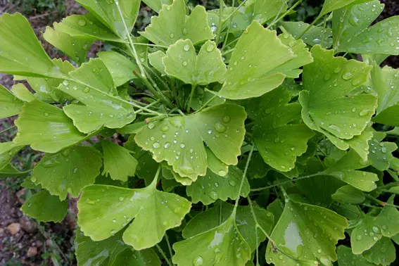 FITONATUR. Fitopatologia I Natura S.L.
