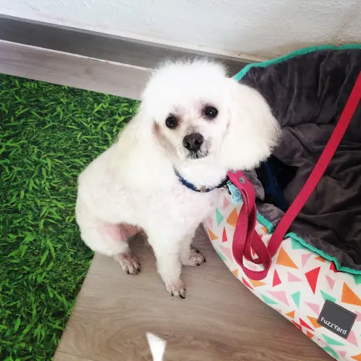Tianjis: peluqueria canina