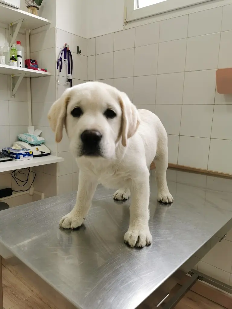 CLINICA VETERINARIA SOFIA PIZARRO
