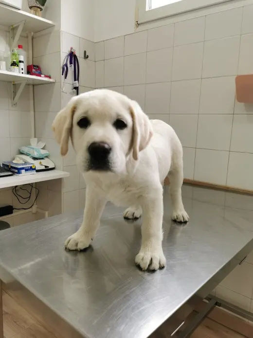 CLINICA VETERINARIA SOFIA PIZARRO