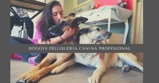 Doggys Peluqueria canina