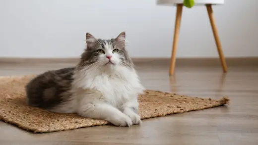 Catrogatos