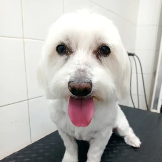 Clinica Veterinaria Zarpa